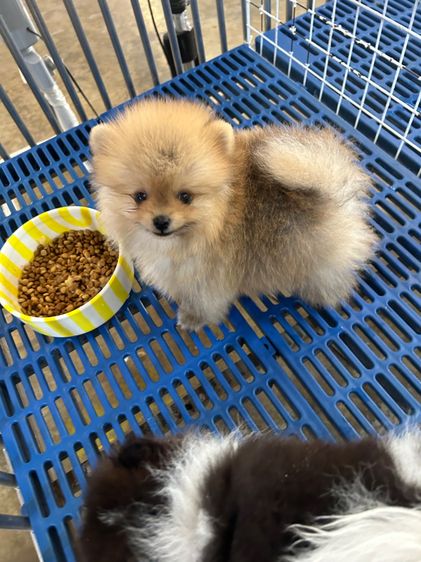 ลูกปอมเมอเรเนียนหมีๆ รูปที่ 9