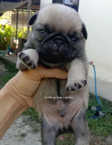 ปั๊กแท้ รูปที่ 2