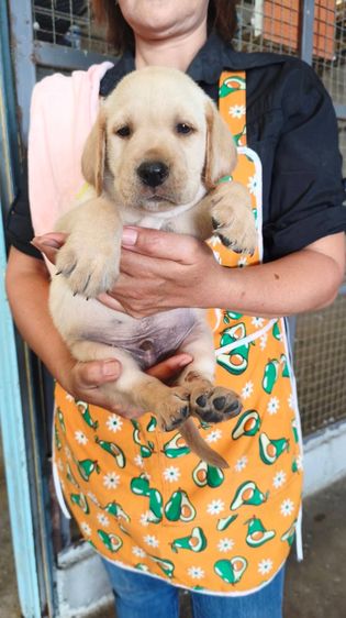 ลูกลาบราดอร์ รูปที่ 6