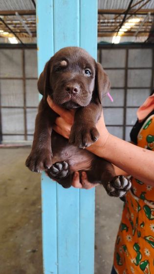 ลูกลาบราดอร์ รูปที่ 2