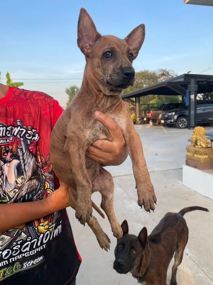 ไทยหลังอานเพศเมีย ลายเสือ รูปที่ 2