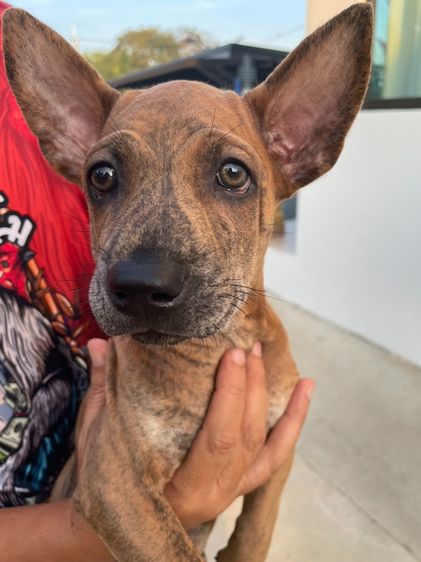 ไทยหลังอานเพศเมีย ลายเสือ รูปที่ 5