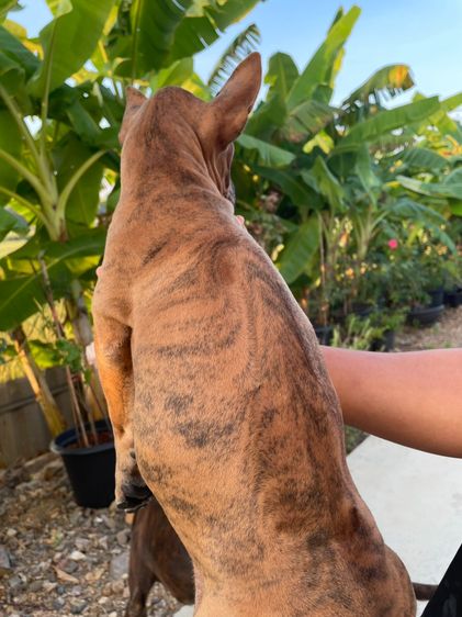 ไทยหลังอานเพศเมีย ลายเสือ