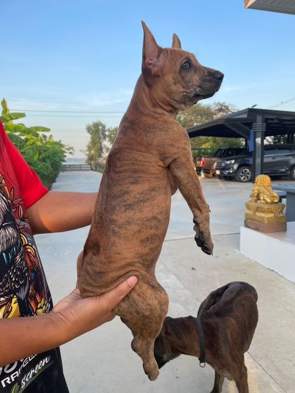 ไทยหลังอานเพศเมีย ลายเสือ รูปที่ 3