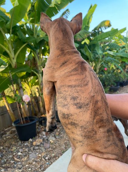 ไทยหลังอานเพศเมีย ลายเสือ รูปที่ 4