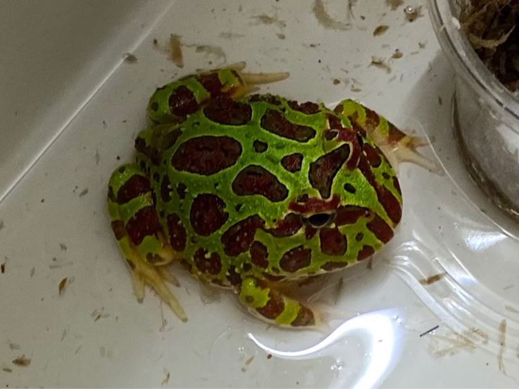 ออเวลล์ ฮอร์นฟรอก