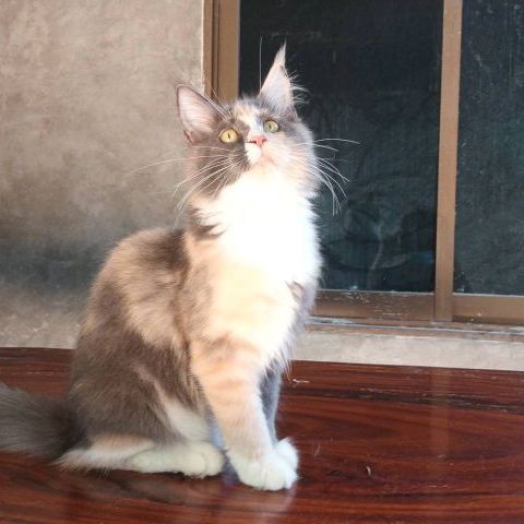 แมวเมนคูน รูปที่ 3