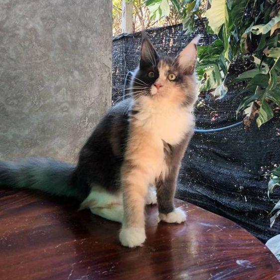 แมวเมนคูน รูปที่ 5