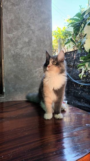 แมวเมนคูน รูปที่ 7