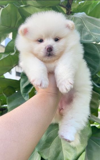 ปอมเมอเรเนียน (Pomeranian) เล็ก ปอมแท้