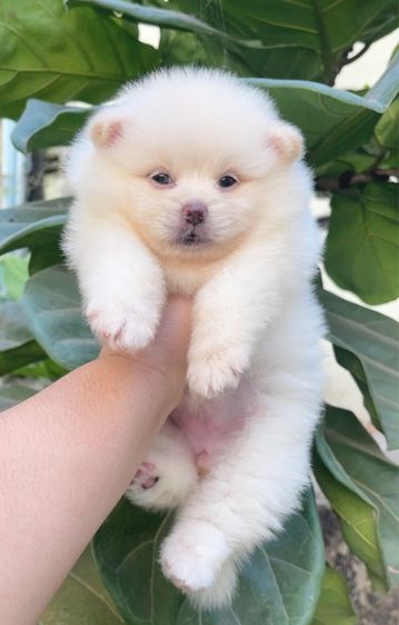 ปอมแท้ รูปที่ 3