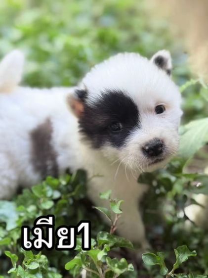 ลูกบางแก้วแท้ ขนแน่น ฟูสวย รูปที่ 3