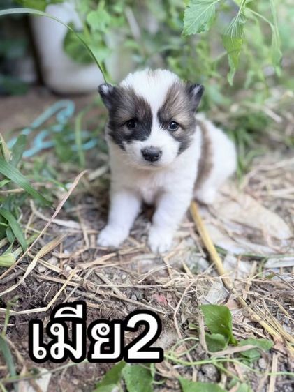 ลูกบางแก้วแท้ ขนแน่น ฟูสวย รูปที่ 5