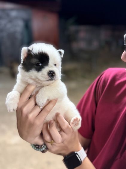 ลูกบางแก้วแท้ ขนแน่น ฟูสวย รูปที่ 9