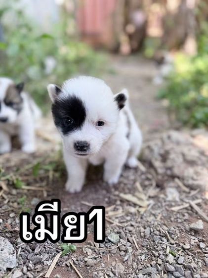 ลูกบางแก้วแท้ ขนแน่น ฟูสวย รูปที่ 4