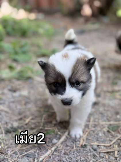 ลูกบางแก้วแท้ ขนแน่น ฟูสวย รูปที่ 6