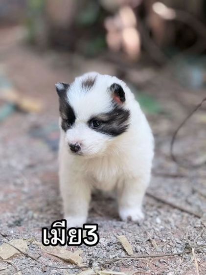 ลูกบางแก้วแท้ ขนแน่น ฟูสวย รูปที่ 7