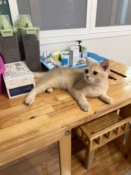 บริติชช็อตแฮร์ (British Shorthair) รูปที่ 6