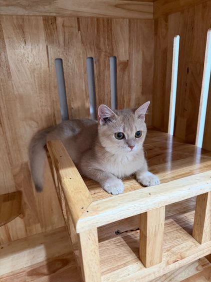 บริติชช็อตแฮร์ (British Shorthair) รูปที่ 8