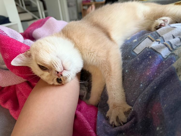 บริติชช็อตแฮร์ (British Shorthair) รูปที่ 2