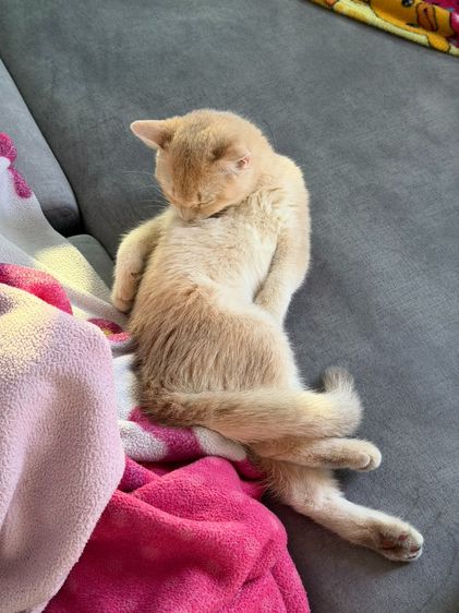 บริติชช็อตแฮร์ (British Shorthair) รูปที่ 7