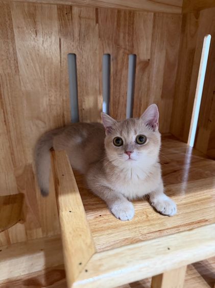 บริติชช็อตแฮร์ (British Shorthair)