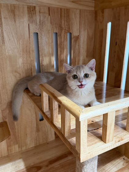 บริติชช็อตแฮร์ (British Shorthair) รูปที่ 5
