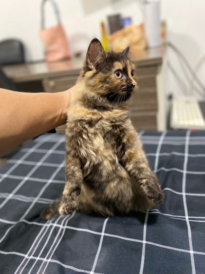 แมวเปอร์เซีย รูปที่ 5