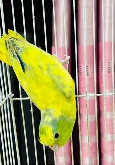 ฟอพัสเฮฟวี่พายกรีน เมีย รูปที่ 2