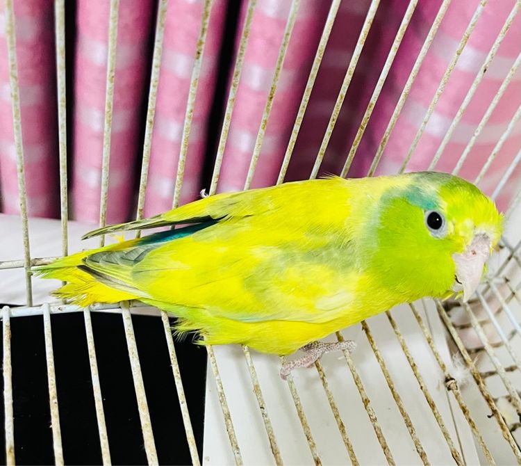 ฟอพัสเฮฟวี่พายกรีน เมีย