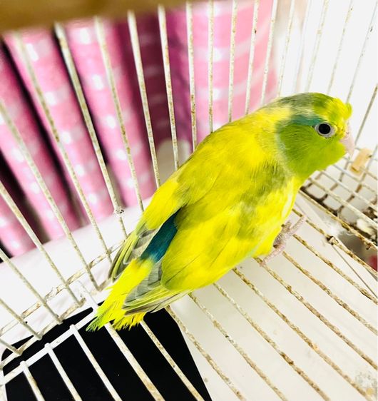 ฟอพัสเฮฟวี่พายกรีน เมีย รูปที่ 4