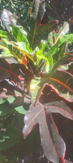 โกรสน รูปที่ 8