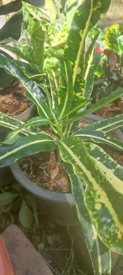 โกรสน รูปที่ 3