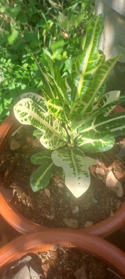 โกรสน รูปที่ 6