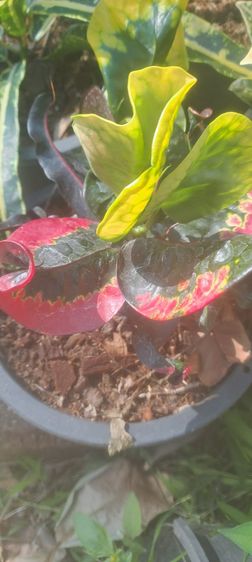 โกรสน รูปที่ 2