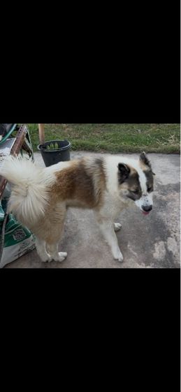 หาบ้านให้น้อง สุนัขพันธุ์บางแก้วแท้ 2,000 บ. รูปที่ 11