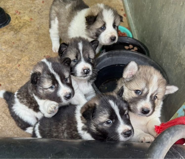 หาบ้านให้น้อง สุนัขพันธุ์บางแก้วแท้ 2,000 บ. รูปที่ 4