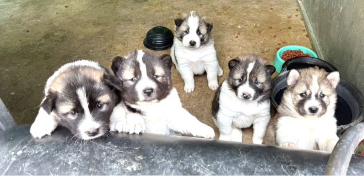 หาบ้านให้น้อง สุนัขพันธุ์บางแก้วแท้ 2,000 บ. รูปที่ 2