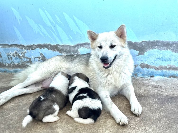 หาบ้านให้น้อง สุนัขพันธุ์บางแก้วแท้ 2,000 บ. รูปที่ 9