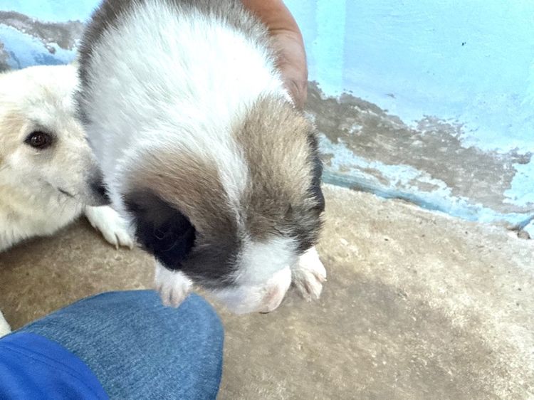 ขายหมาพันธุ์บางแก้วแท้ รูปที่ 12