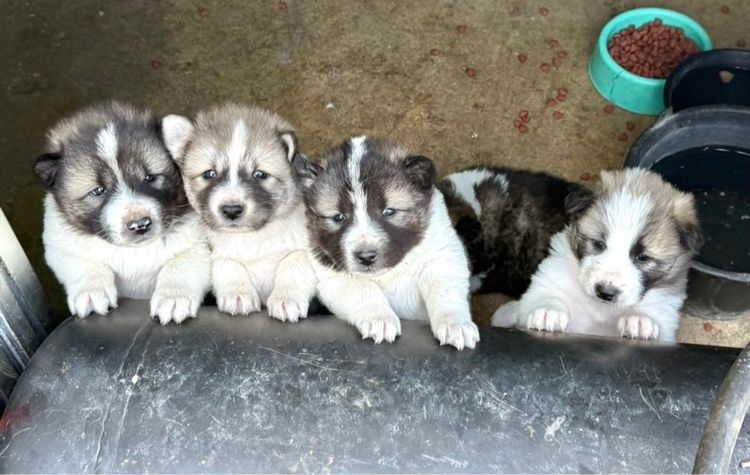 ขายหมาพันธุ์บางแก้วแท้ รูปที่ 3