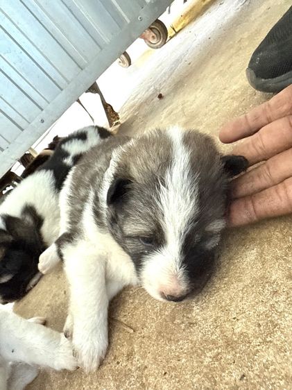 ขายหมาพันธุ์บางแก้วแท้ รูปที่ 9