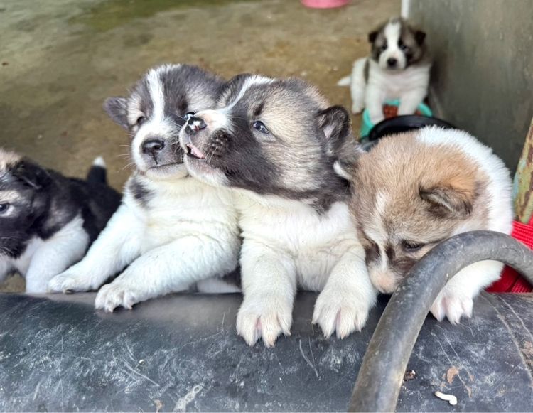 ขายหมาพันธุ์บางแก้วแท้ รูปที่ 2