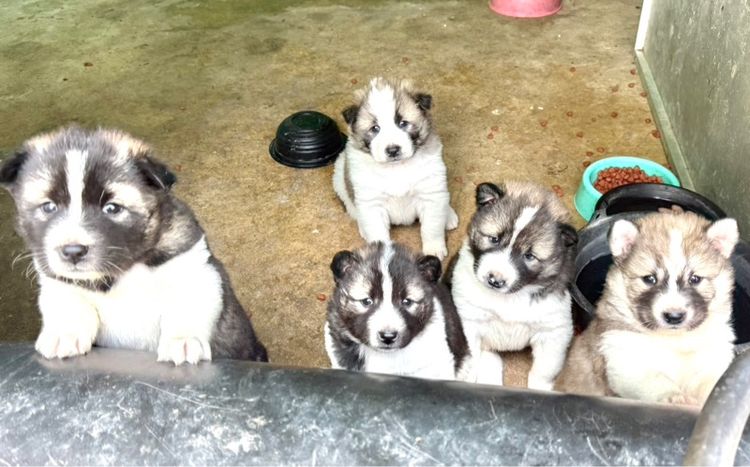 ขายหมาพันธุ์บางแก้วแท้ รูปที่ 7