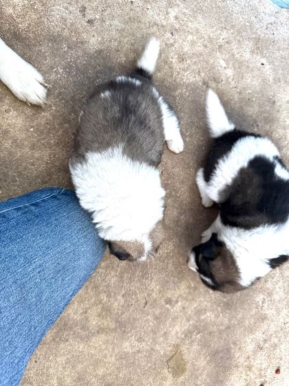 ขายหมาพันธุ์บางแก้วแท้ รูปที่ 11