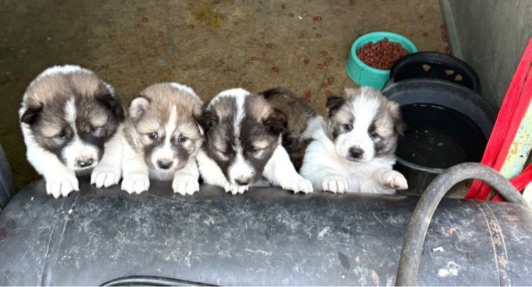 ขายหมาพันธุ์บางแก้วแท้ รูปที่ 6