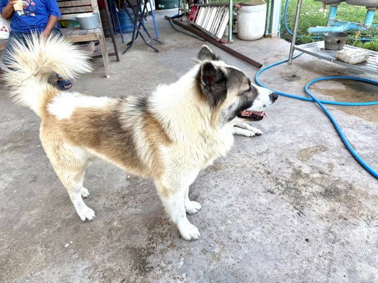 ขายหมาพันธุ์บางแก้วแท้ รูปที่ 16