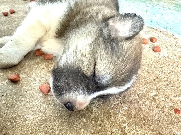 ขายหมาพันธุ์บางแก้วแท้ รูปที่ 8