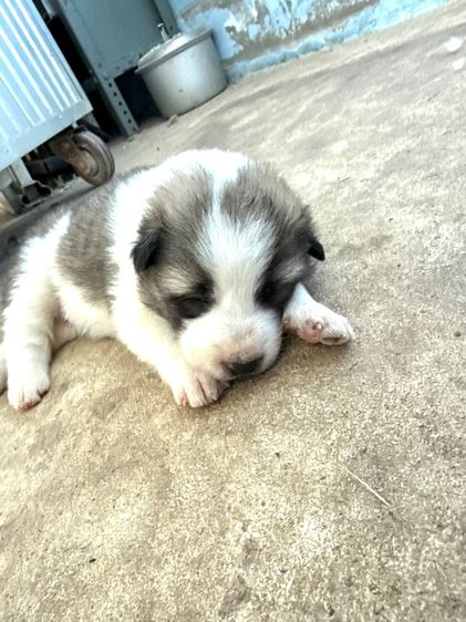 ขายหมาพันธุ์บางแก้วแท้ รูปที่ 13