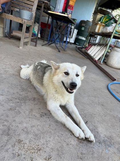 ขายหมาพันธุ์บางแก้วแท้ รูปที่ 14